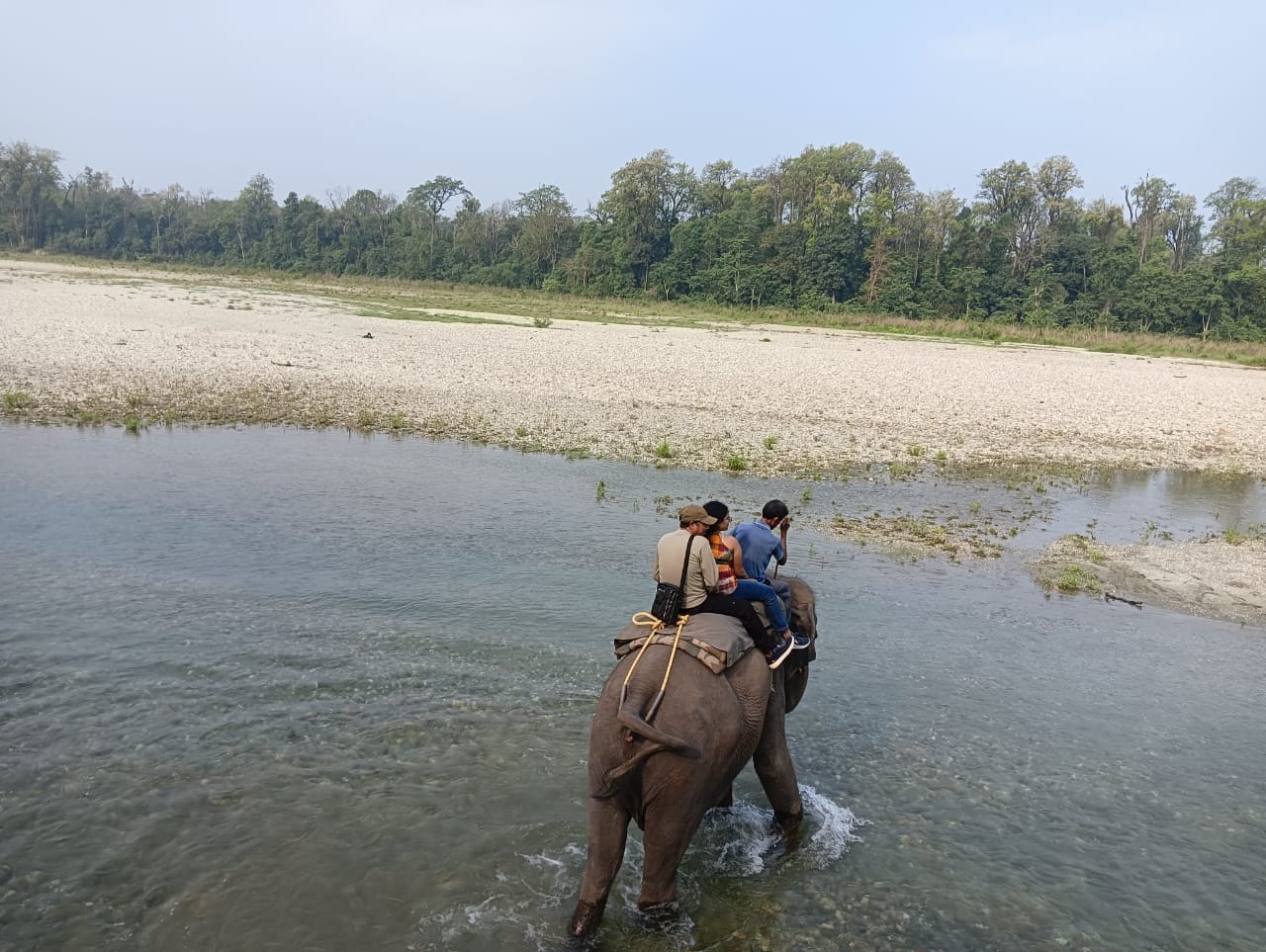 Jungle Safari